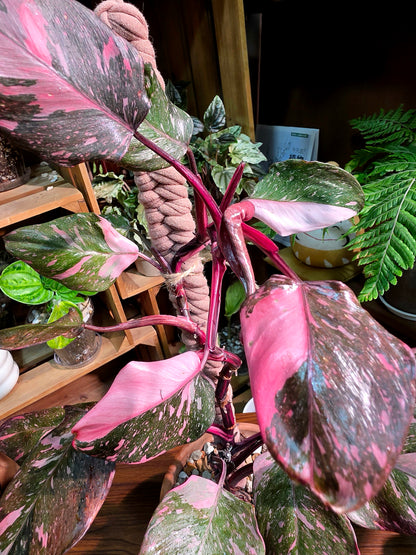 Philodendron Pink Princess Marble
