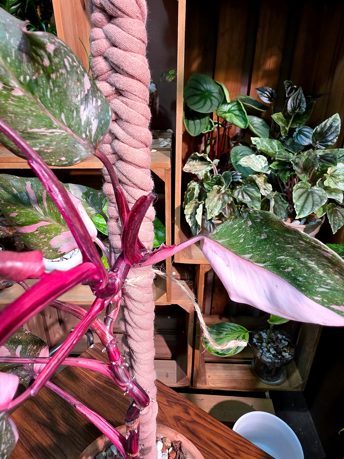 Philodendron Pink Princess Marble