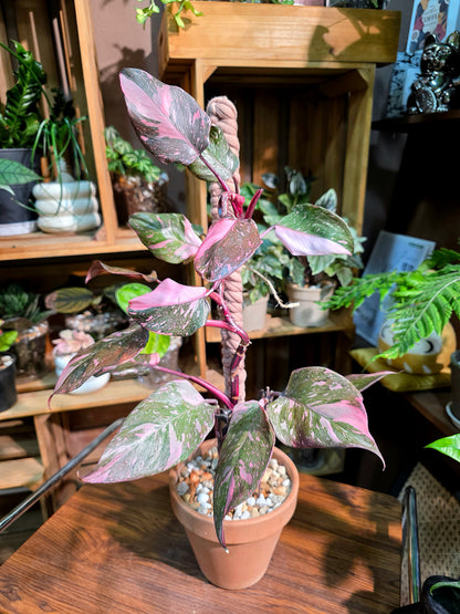 Philodendron Pink Princess Marble