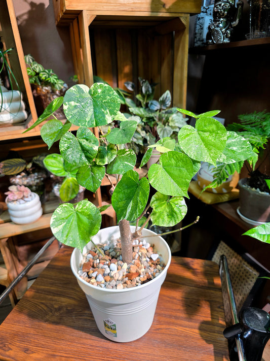 Hibiscus tiliaceus Tricolor 花葉黃槿