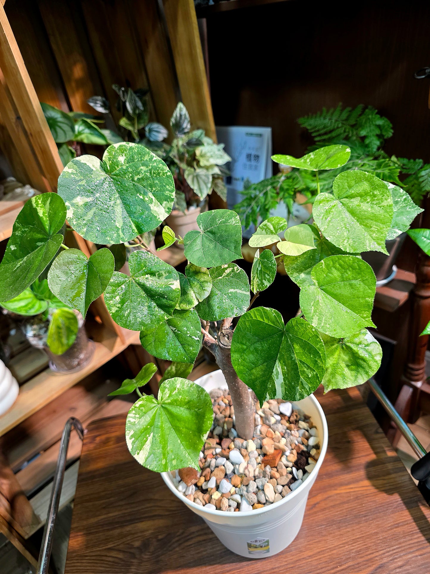 Hibiscus tiliaceus 'Tricolor' (Variegated Sea Hibiscus)