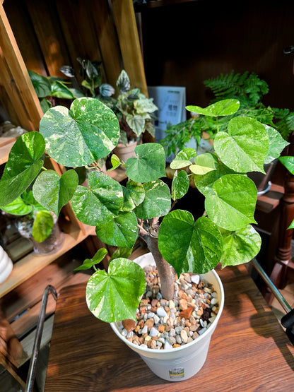 Hibiscus tiliaceus 'Tricolor' (Variegated Sea Hibiscus)