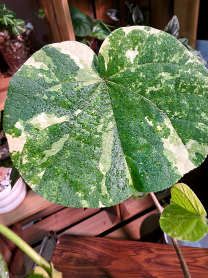 Hibiscus tiliaceus 'Tricolor' (Variegated Sea Hibiscus)