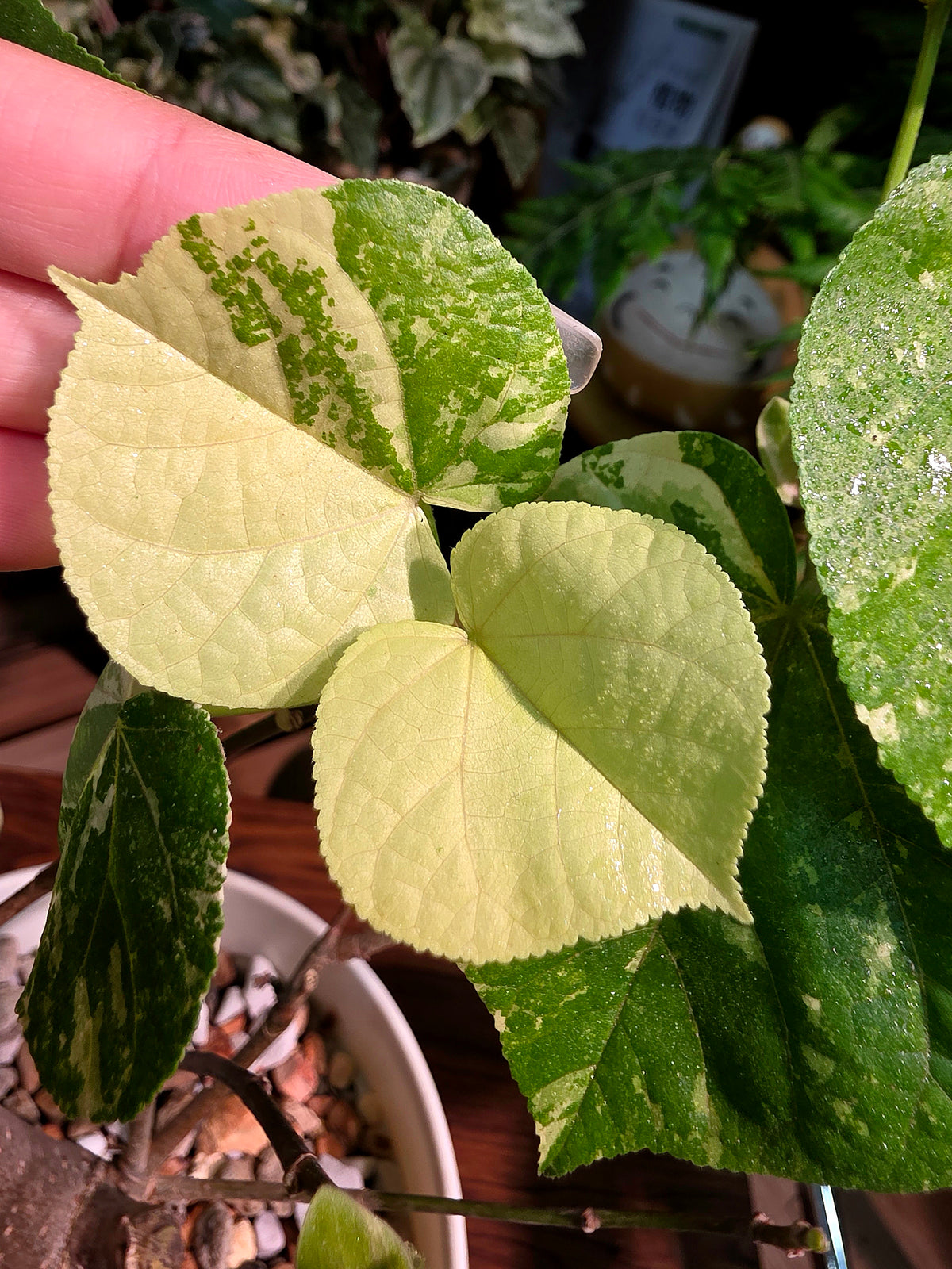 Hibiscus tiliaceus 'Tricolor' (Variegated Sea Hibiscus)