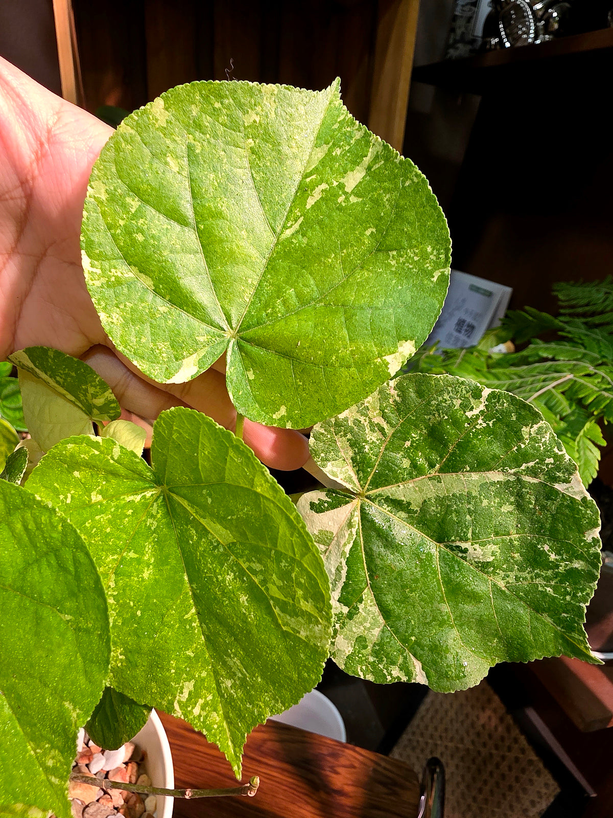 Hibiscus tiliaceus 'Tricolor' (Variegated Sea Hibiscus)