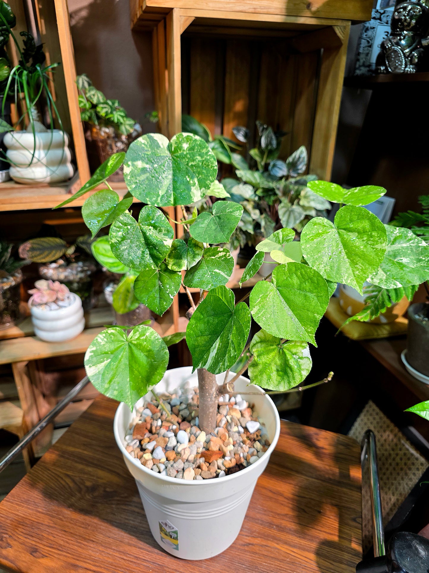 Hibiscus tiliaceus 'Tricolor' (Variegated Sea Hibiscus)