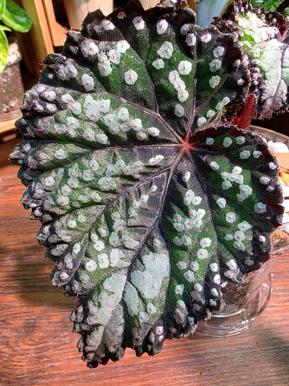 Begonia fairytale 童話故事秋海棠