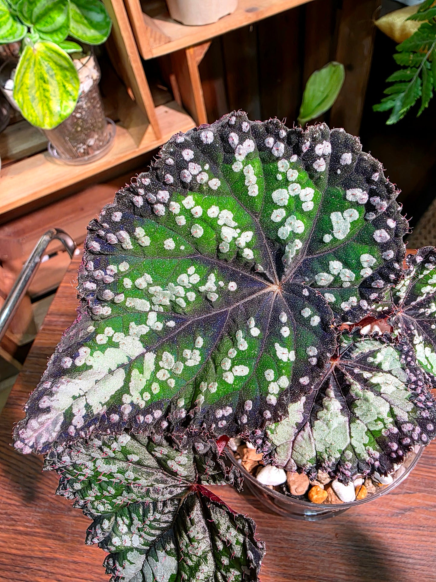 Begonia fairytale 童話故事秋海棠
