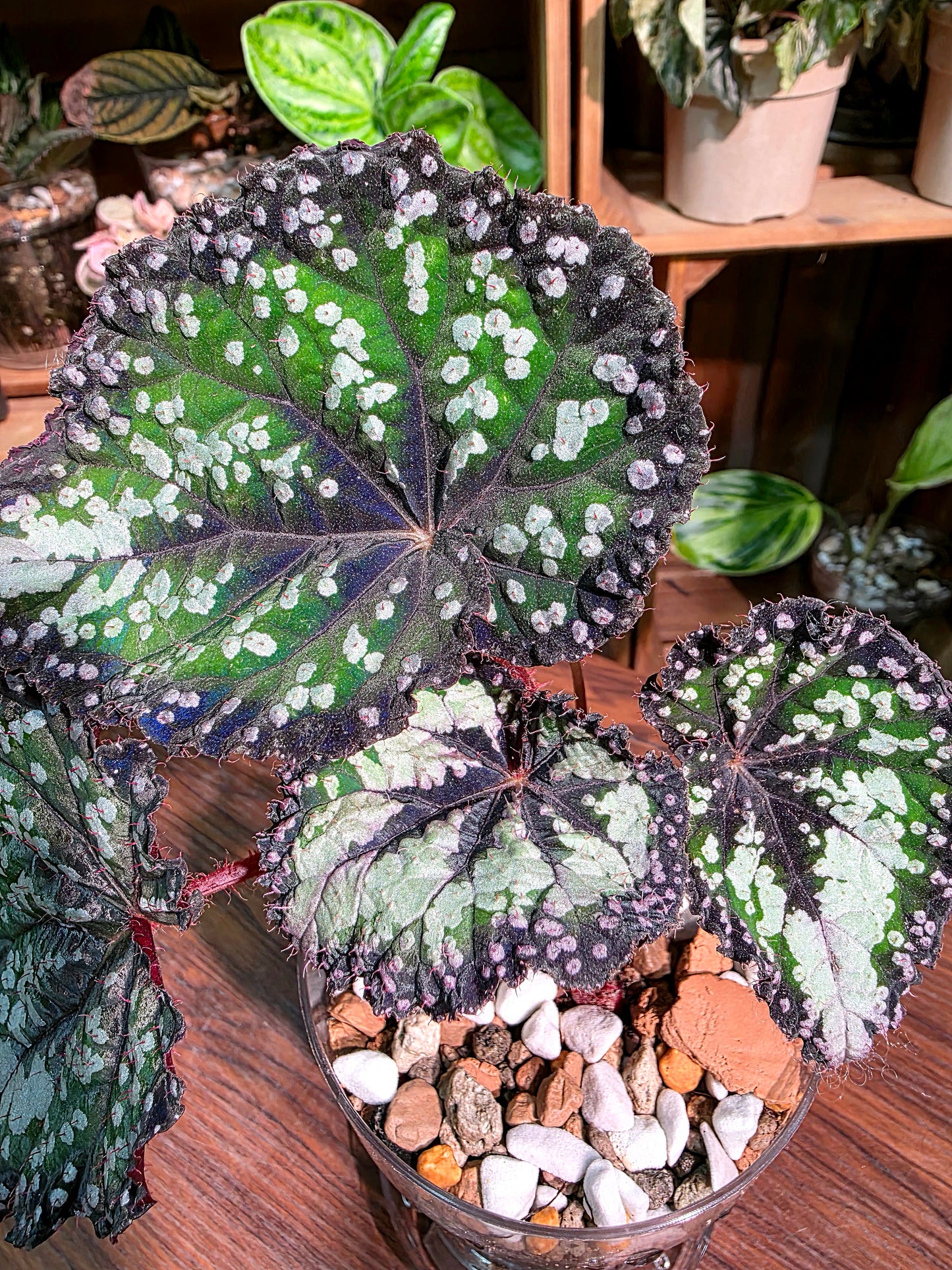 Begonia fairytale 童話故事秋海棠
