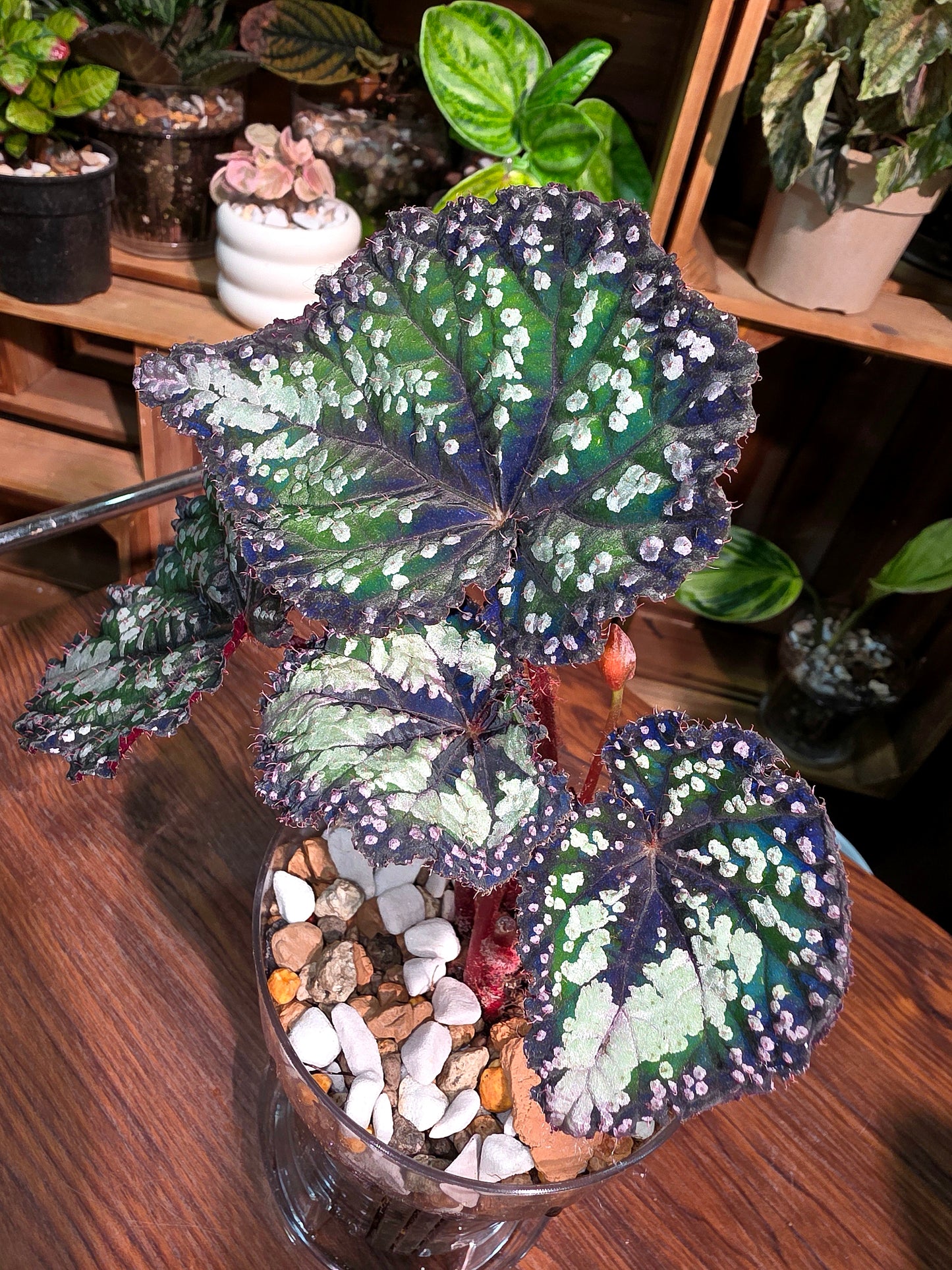 Begonia fairytale 童話故事秋海棠