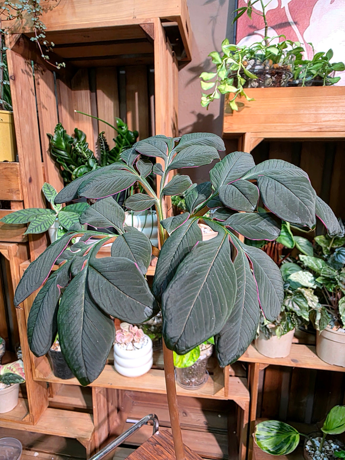 Amorphophallus atroviridis 黑魔芋