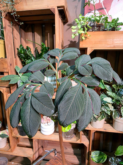 Amorphophallus atroviridis 黑魔芋