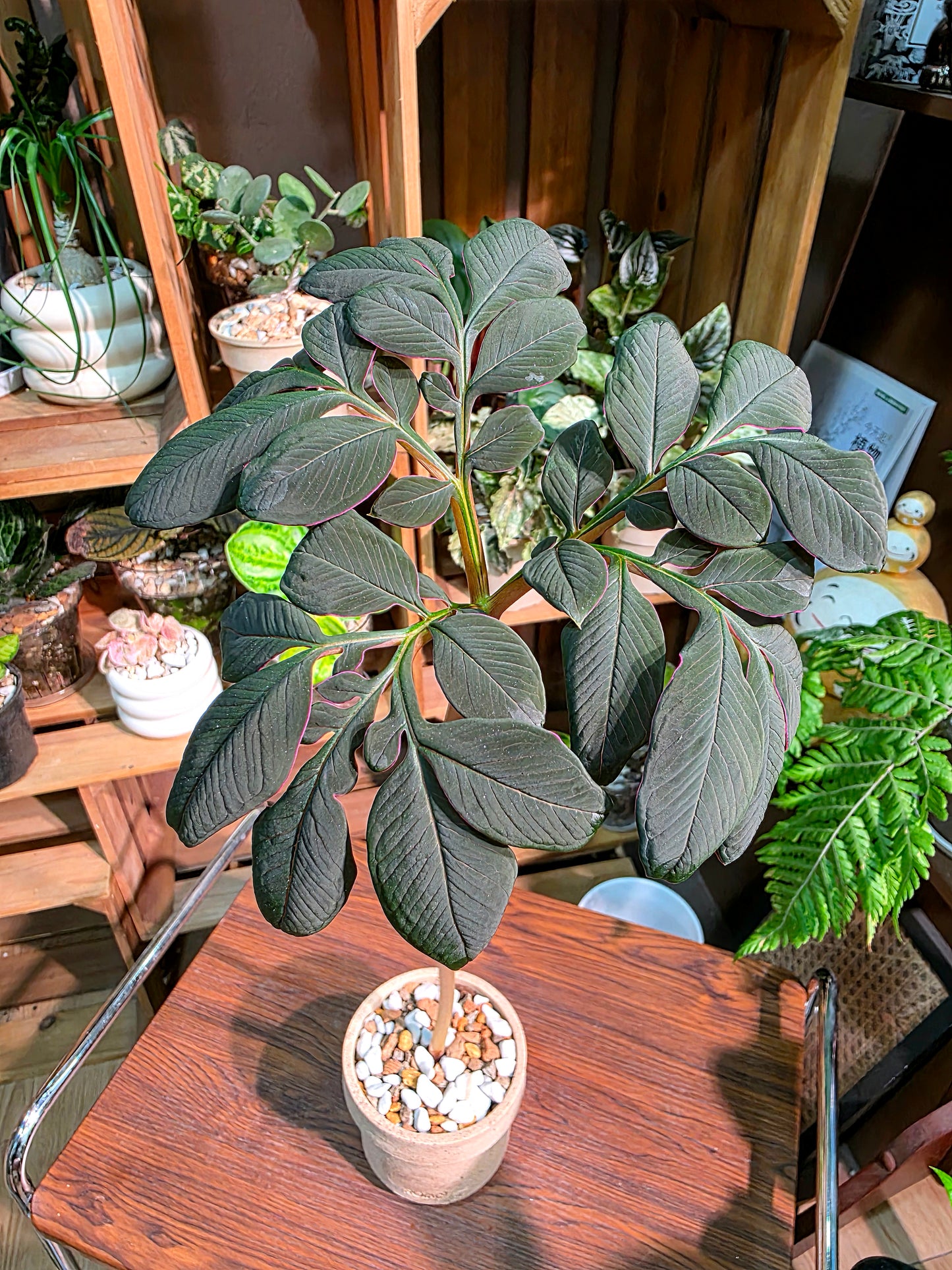 Amorphophallus atroviridis 黑魔芋