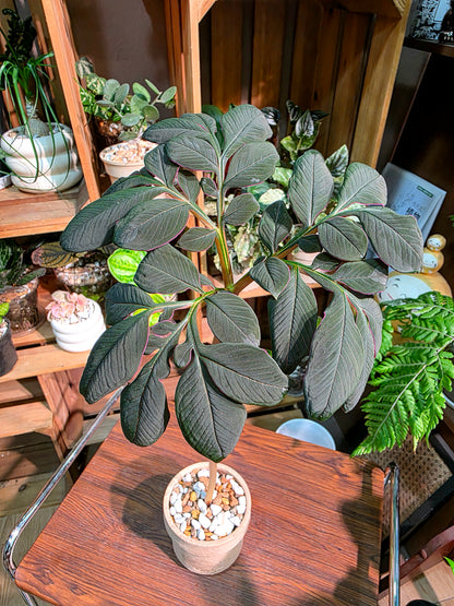 Amorphophallus atroviridis 黑魔芋