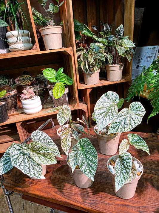 Begonia snow capped 富士山秋海棠