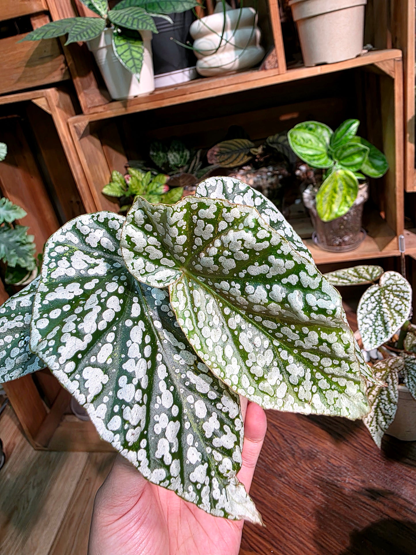 Begonia snow capped Fuji