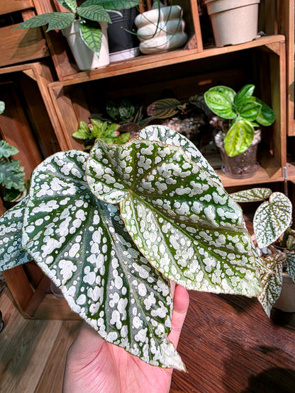 Begonia snow capped Fuji