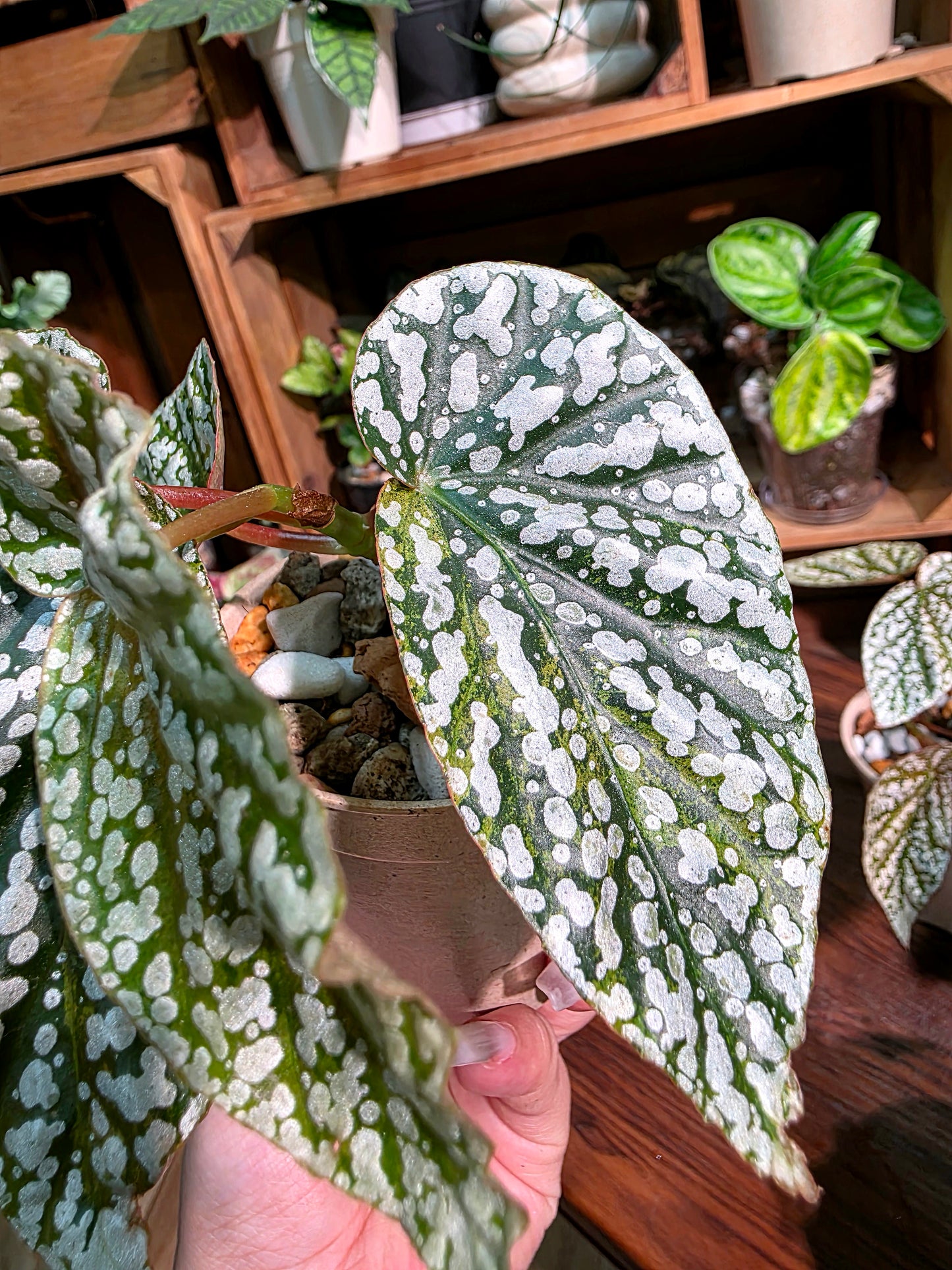 Begonia snow capped Fuji