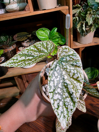 Begonia snow capped Fuji