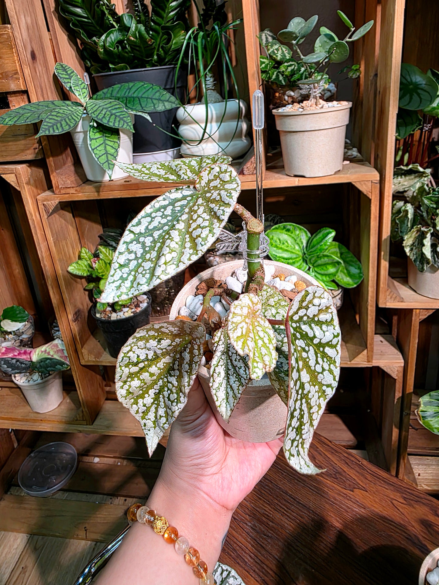 Begonia snow capped Fuji