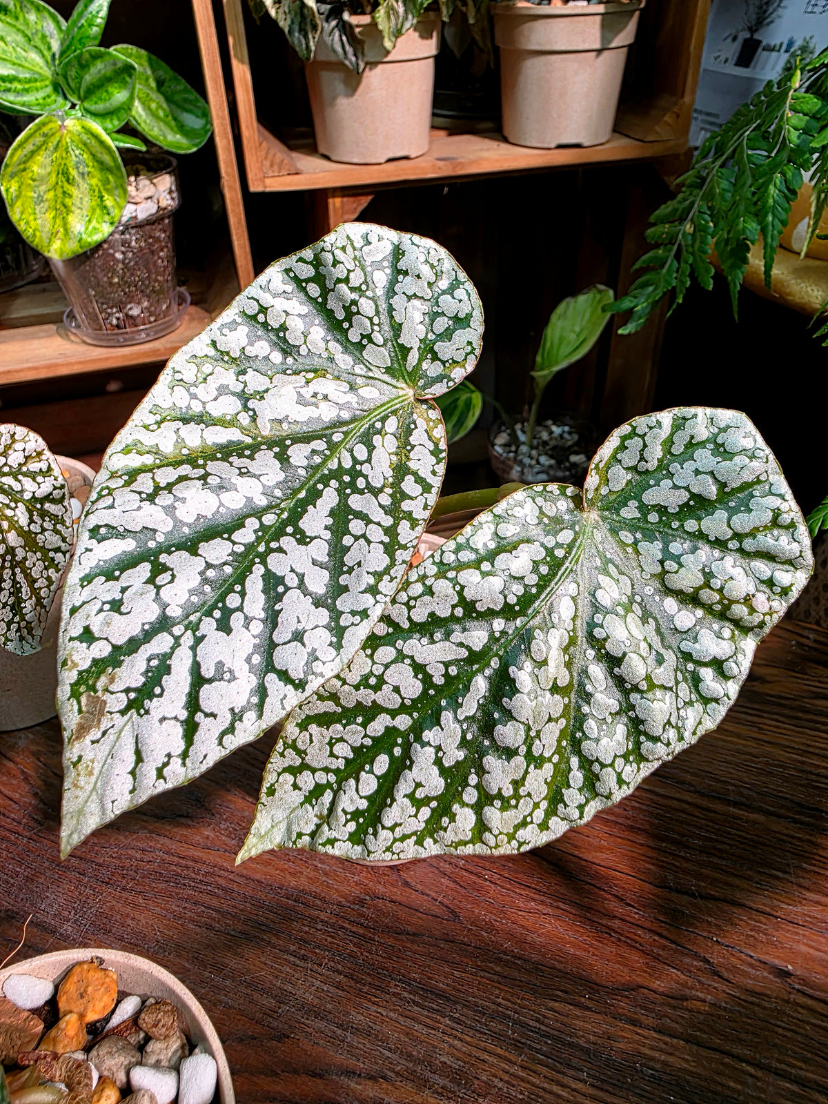 Begonia snow capped Fuji