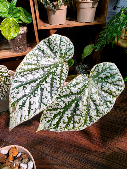 Begonia snow capped Fuji