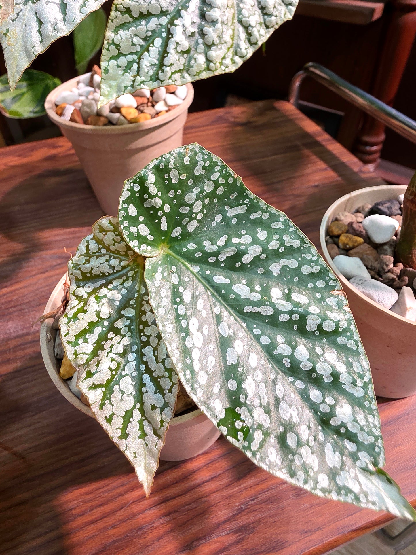 Begonia snow capped Fuji