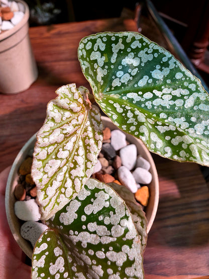 Begonia snow capped Fuji