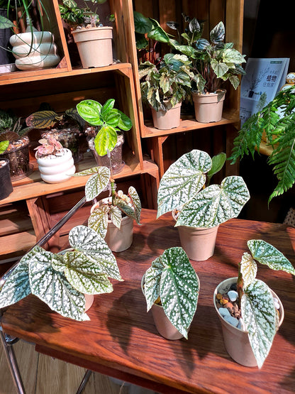 Begonia snow capped Fuji
