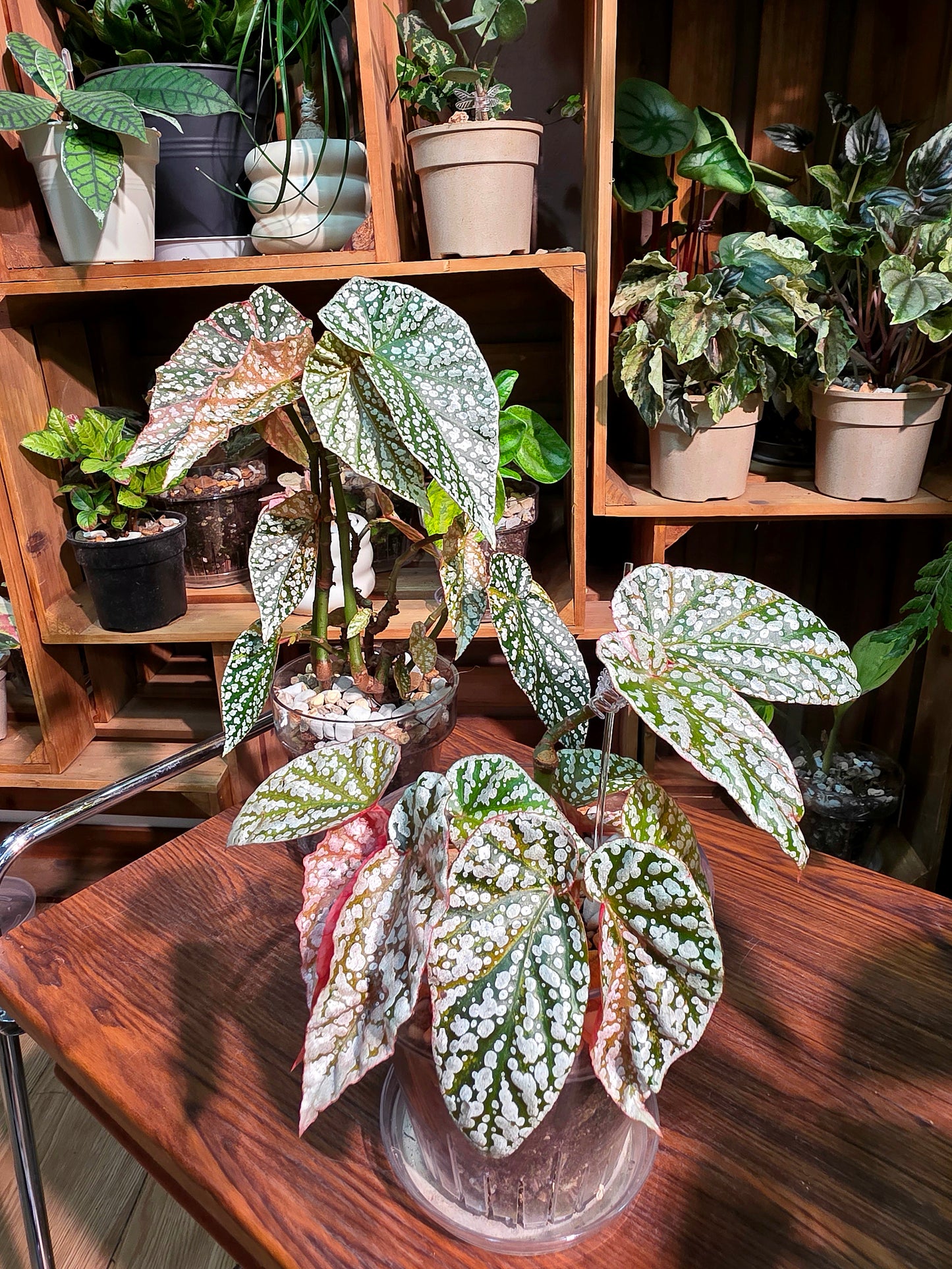 Begonia snow capped variegated 粉斑富士山秋海棠
