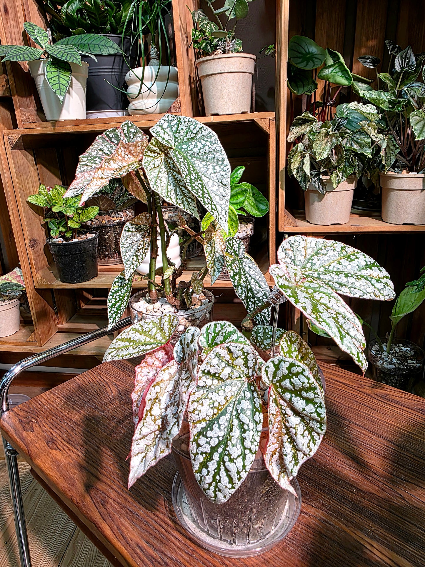 Begonia snow capped variegated 粉斑富士山秋海棠
