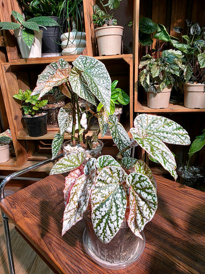 Begonia snow capped variegated 粉斑富士山秋海棠