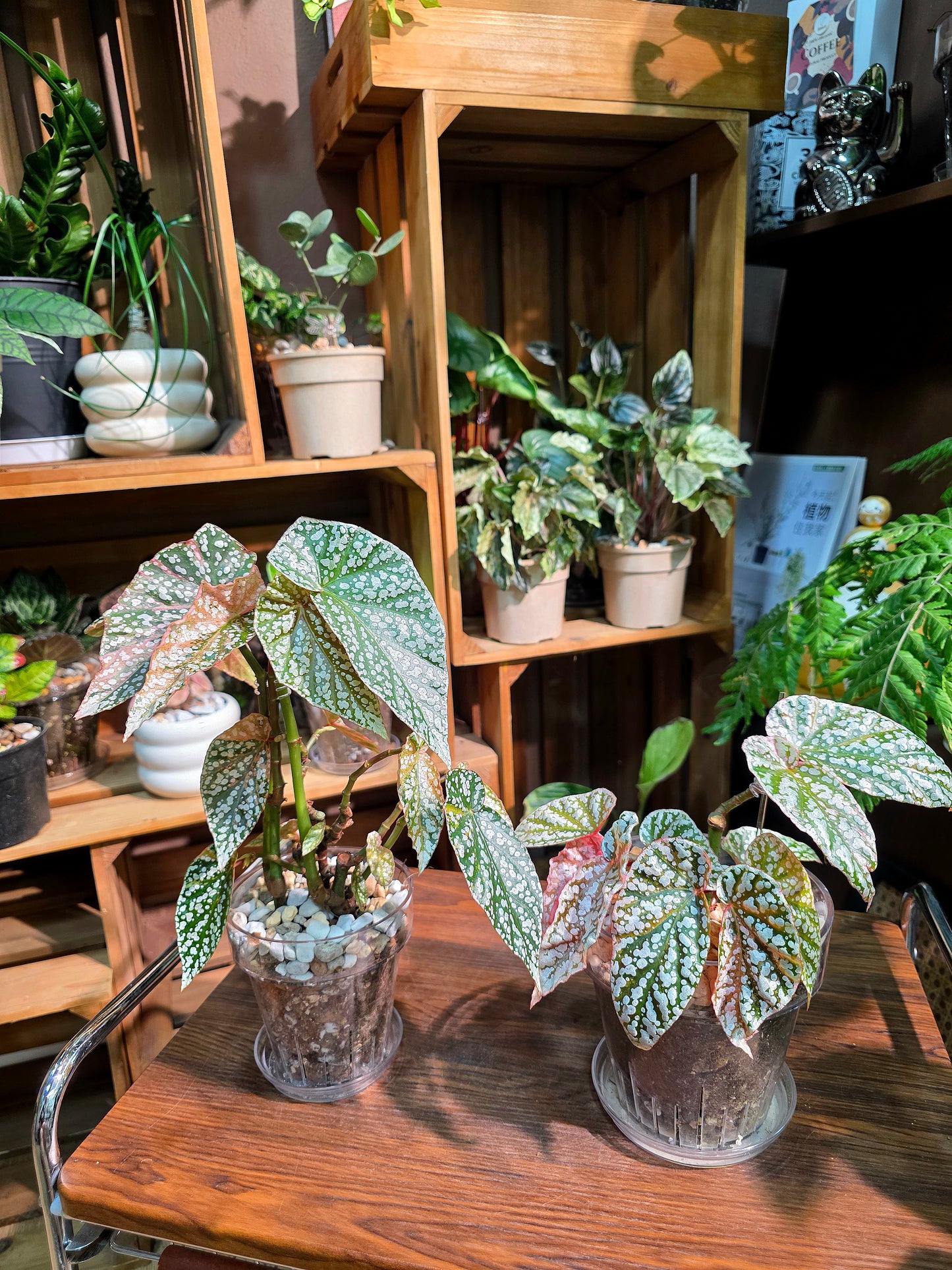 Begonia snow capped variegated 粉斑富士山秋海棠