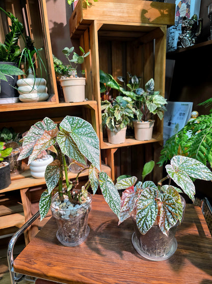 Begonia snow capped variegated 粉斑富士山秋海棠