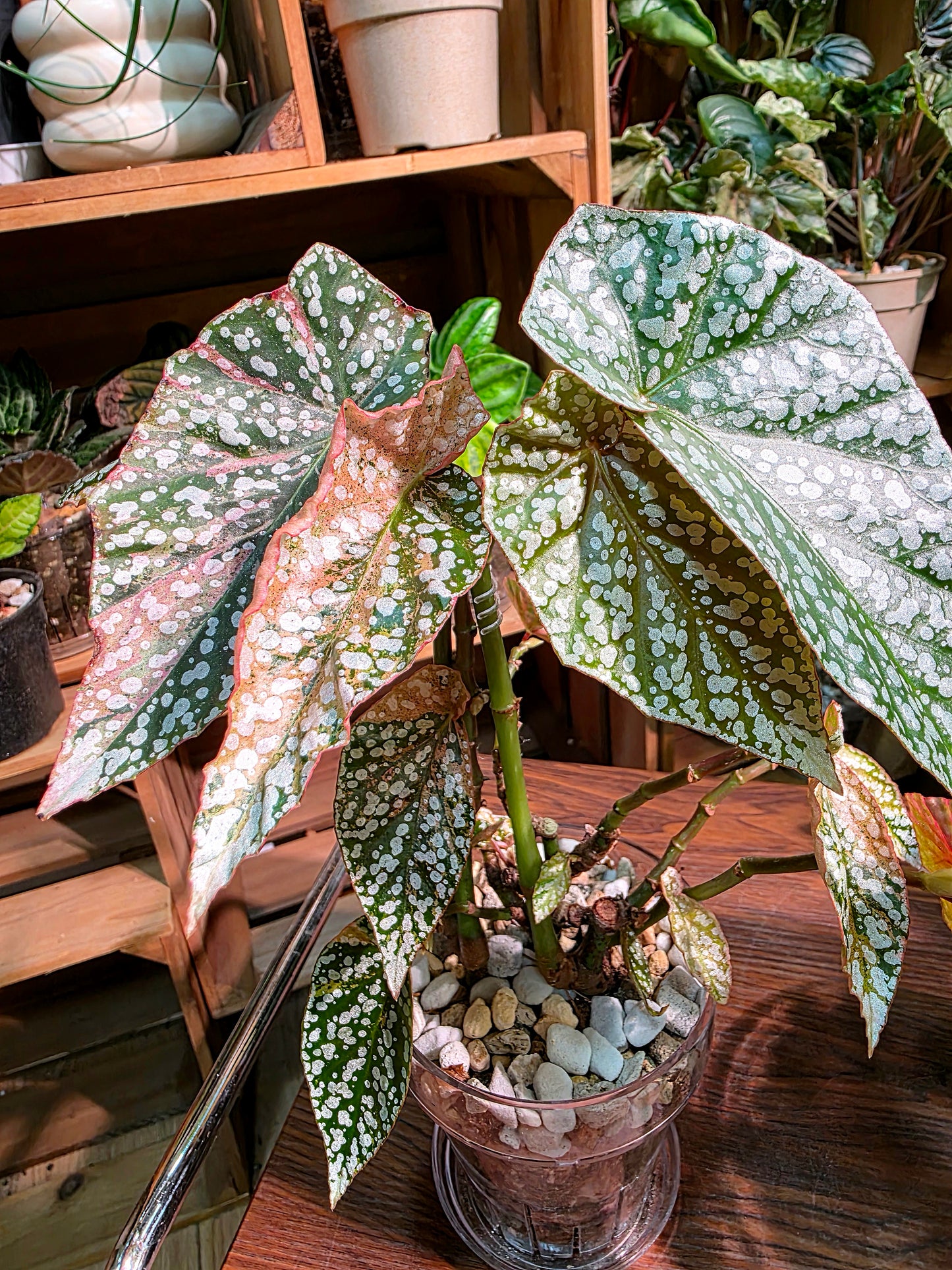 Begonia snow capped variegated 粉斑富士山秋海棠