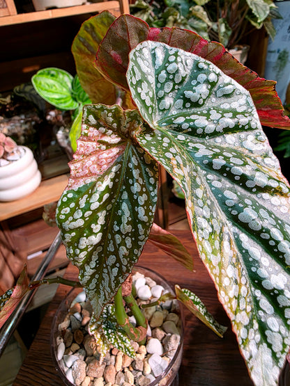 Begonia snow capped variegated 粉斑富士山秋海棠