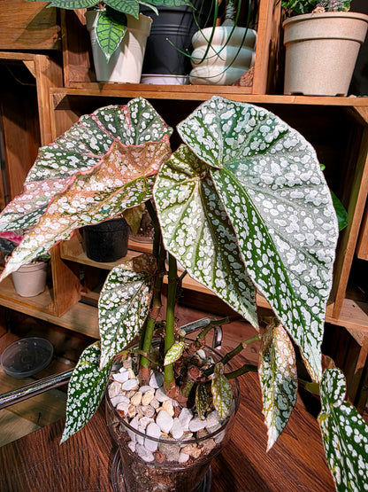 Begonia snow capped variegated 粉斑富士山秋海棠