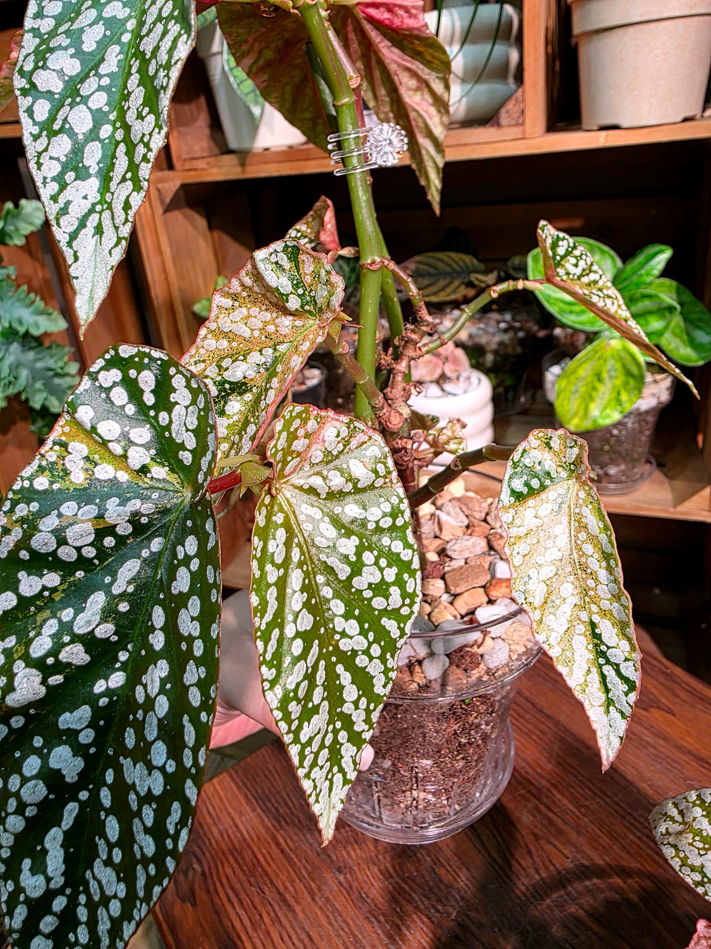 Begonia snow capped variegated 粉斑富士山秋海棠