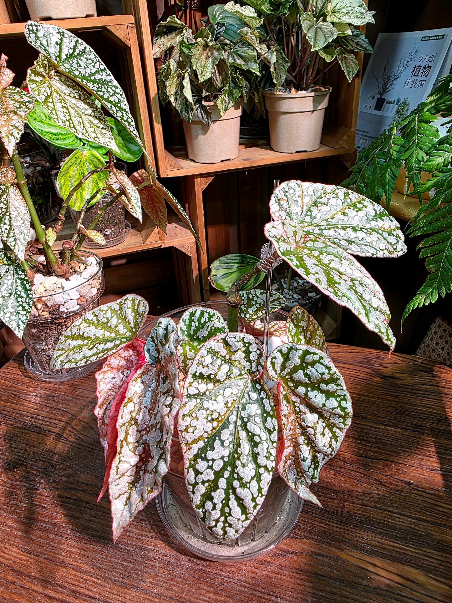 Begonia snow capped variegated 粉斑富士山秋海棠