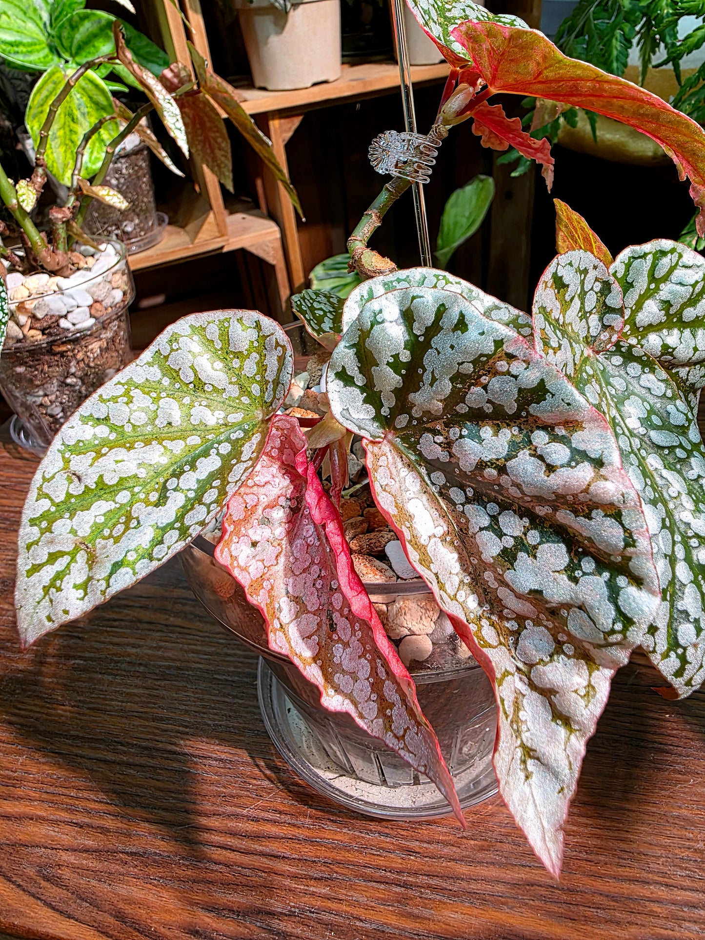 Begonia snow capped variegated 粉斑富士山秋海棠