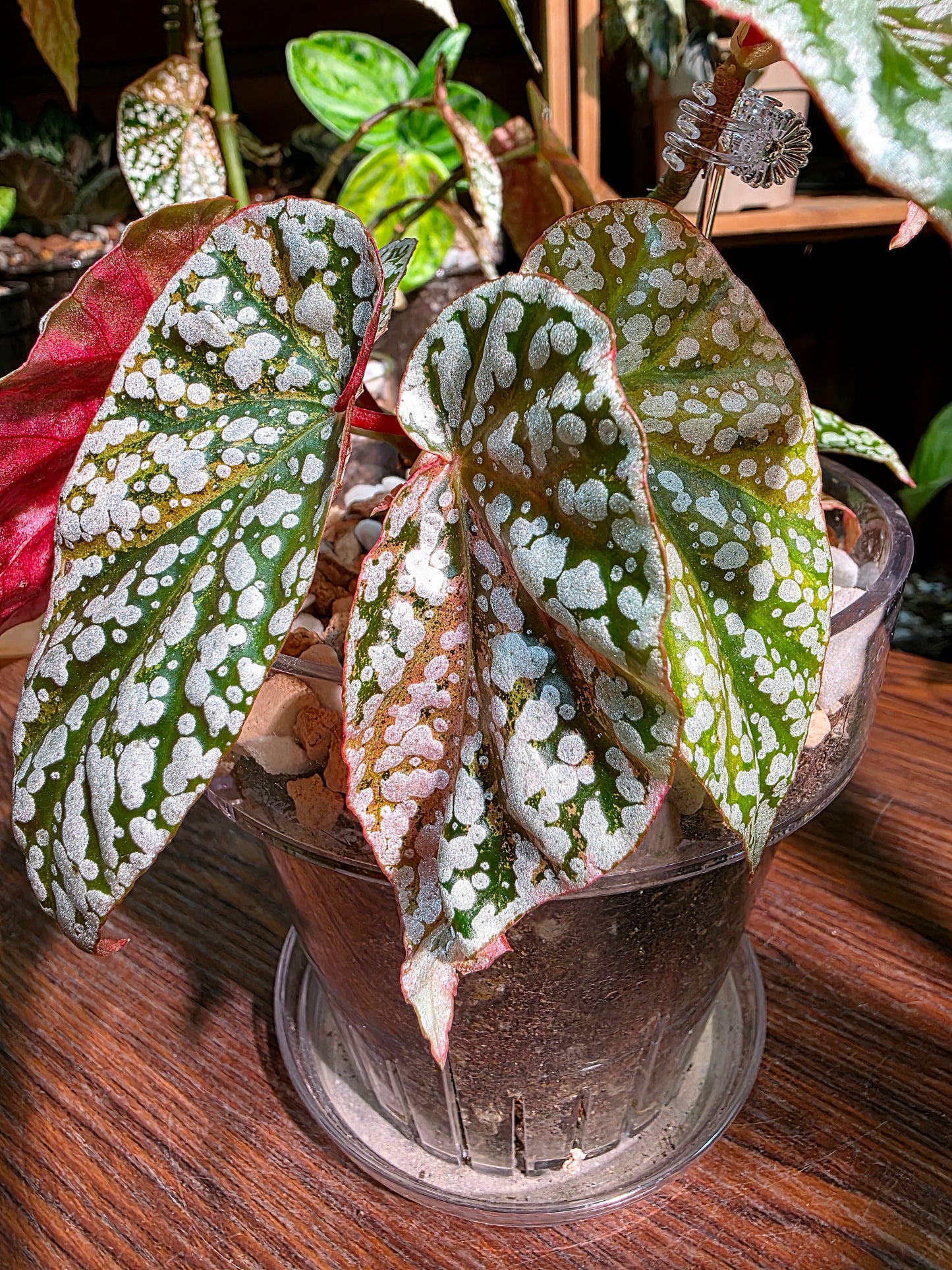 Begonia snow capped variegated 粉斑富士山秋海棠