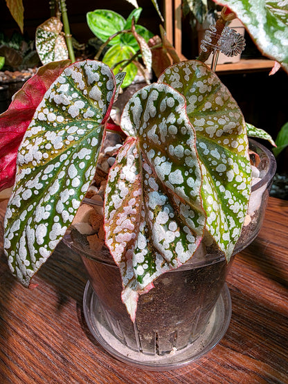 Begonia snow capped variegated 粉斑富士山秋海棠