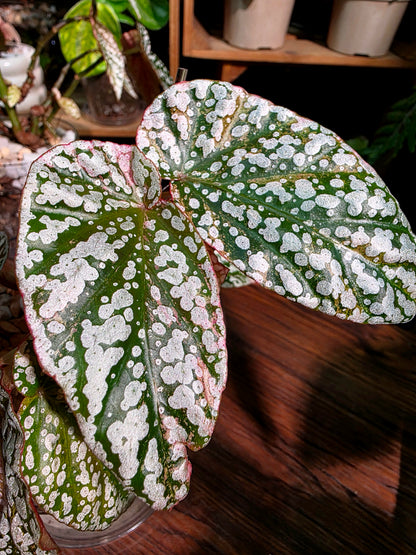 Begonia snow capped variegated 粉斑富士山秋海棠