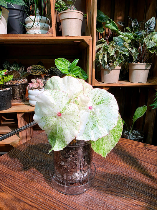 Begonia rouge variegated 胭脂錦秋海棠