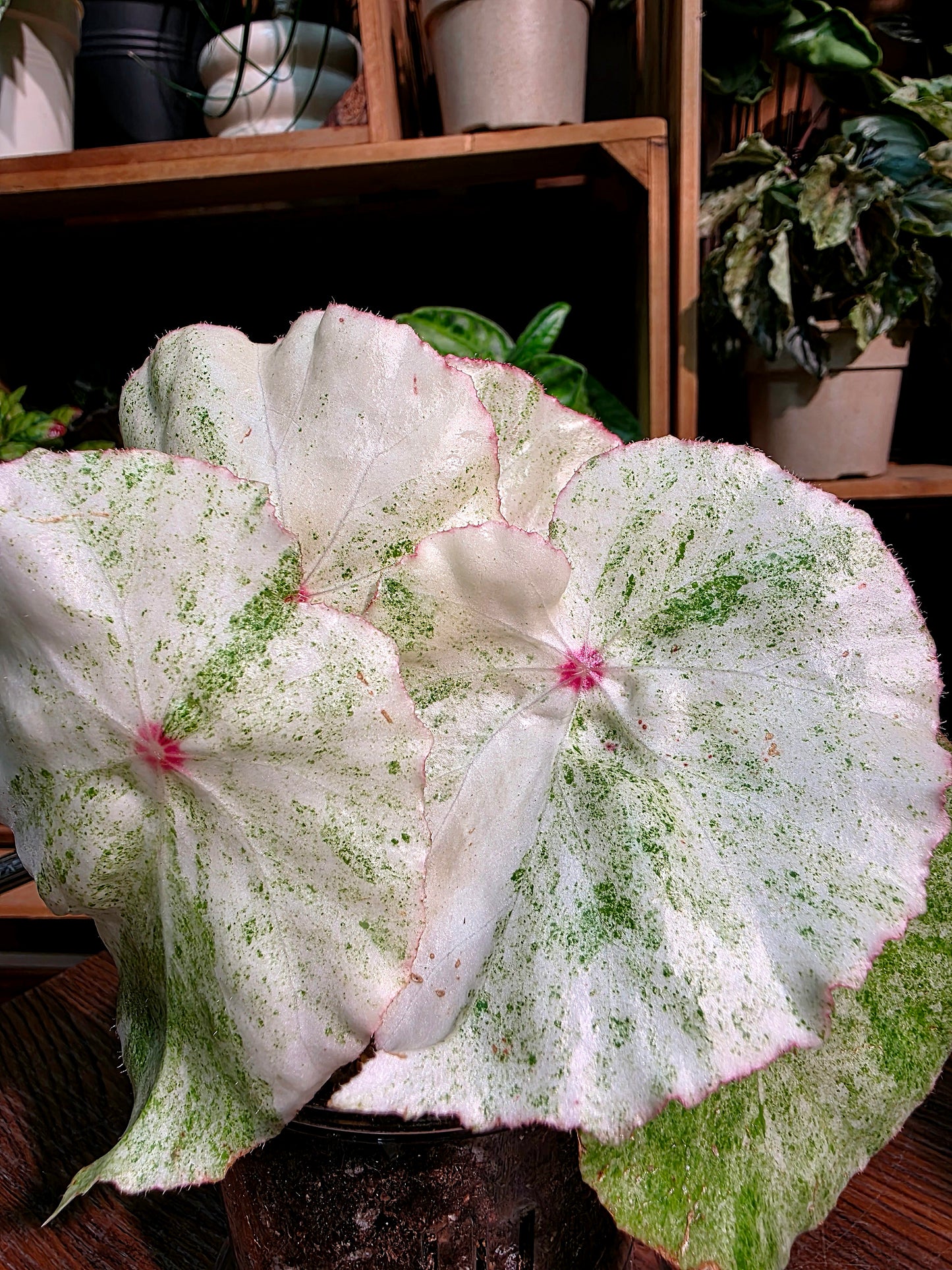 Begonia rouge variegated
