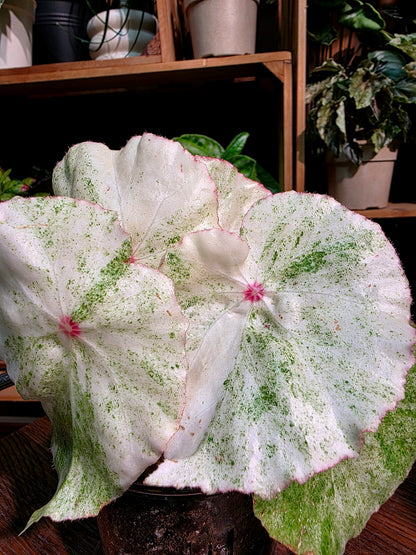 Begonia rouge variegated