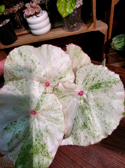 Begonia rouge variegated
