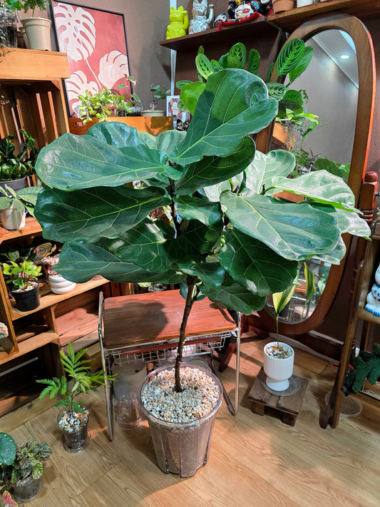 Ficus Pandurata 琴葉榕