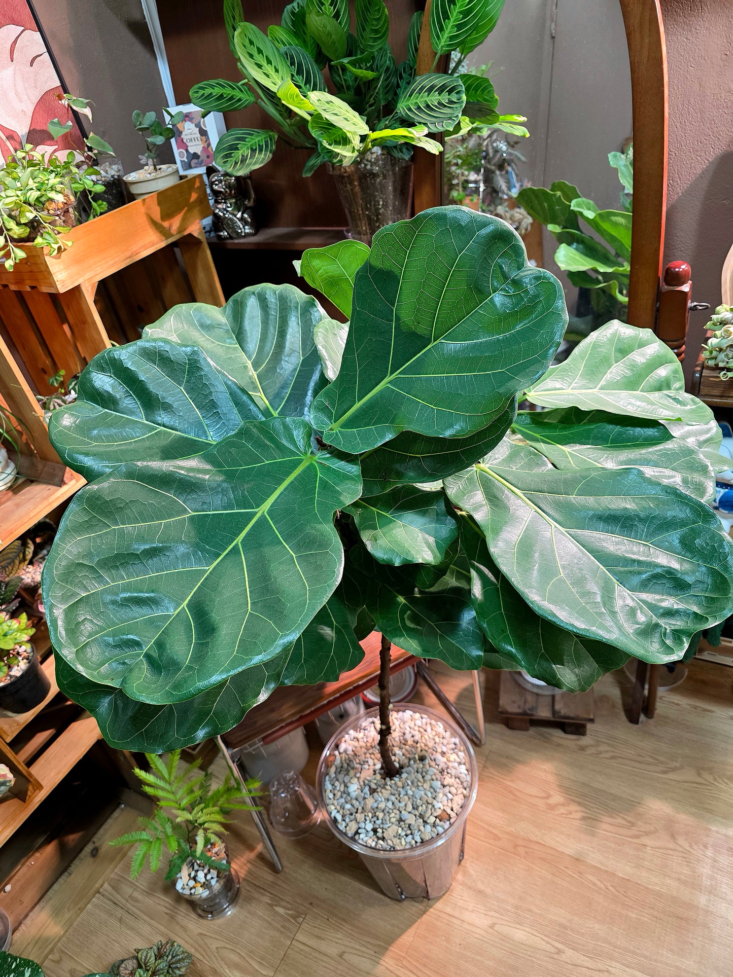 Fiddle-leaf Fig