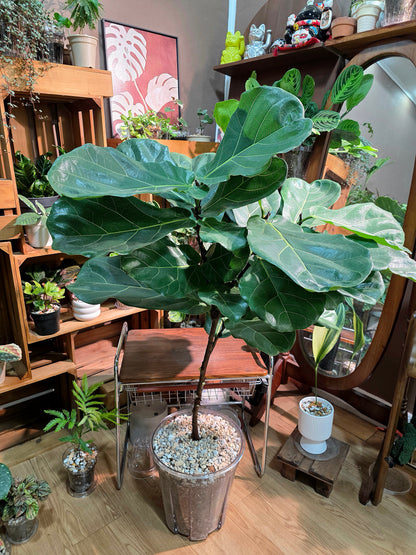 Fiddle-leaf Fig